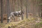 eurasian greywolf hybrid