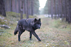 eurasian greywolf hybrid