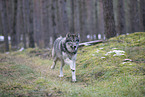 eurasian greywolf hybrid