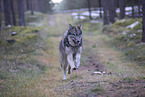 eurasian greywolf hybrid