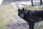 eurasian greywolf hybrid