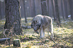 eurasian greywolf hybrid