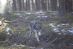 eurasian greywolf hybrid