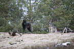 eurasian greywolf hybrids