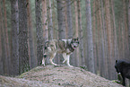 eurasian greywolf hybrids