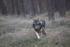 eurasian greywolf hybrid