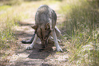 eurasian greywolf hybrid