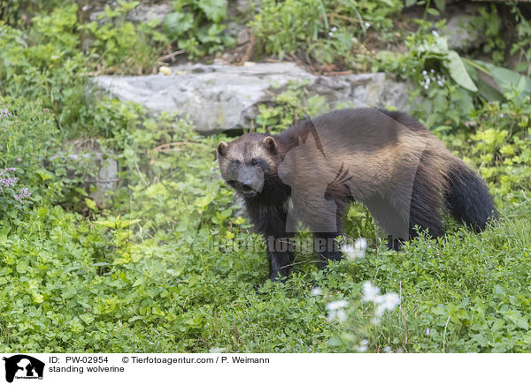 stehender Vielfra / standing wolverine / PW-02954