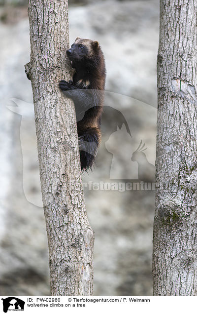 Vielfra klettert auf Baum / wolverine climbs on a tree / PW-02960