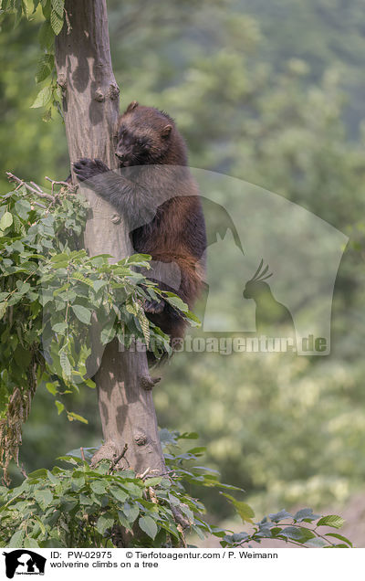 Vielfra klettert auf Baum / wolverine climbs on a tree / PW-02975