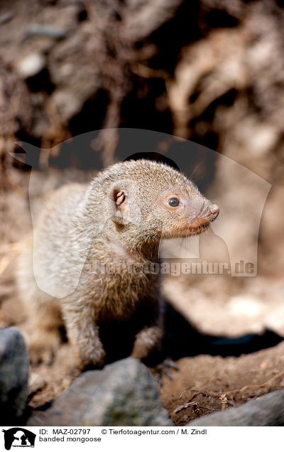 Zebramanguste / banded mongoose / MAZ-02797