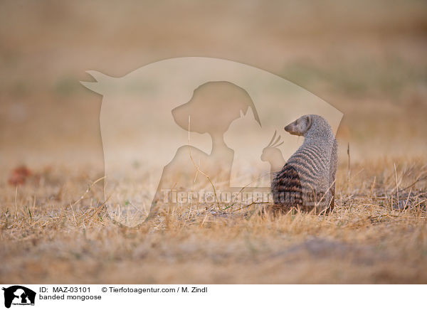 Zebramanguste / banded mongoose / MAZ-03101