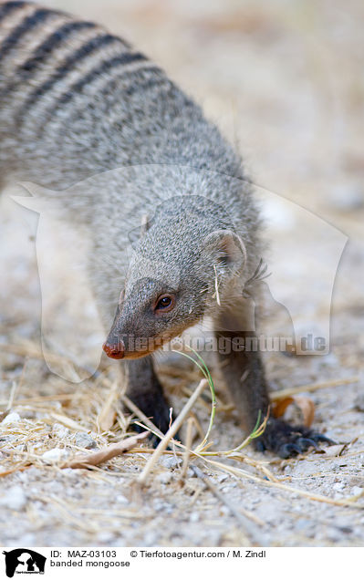 Zebramanguste / banded mongoose / MAZ-03103