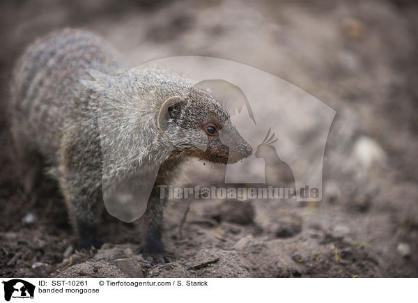 Zebramanguste / banded mongoose / SST-10261