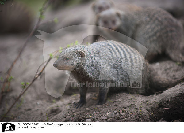 Zebramanguste / banded mongoose / SST-10262