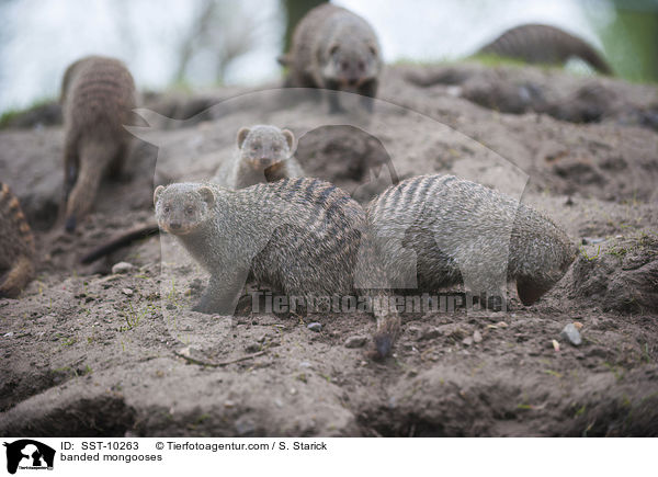 Zebramangusten / banded mongooses / SST-10263