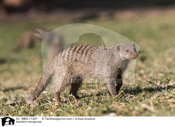 Zebramanguste / banded mongoose / MBS-11287