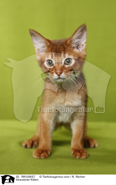 Abessinier Ktzchen / Abessinier Kitten / RR-09857