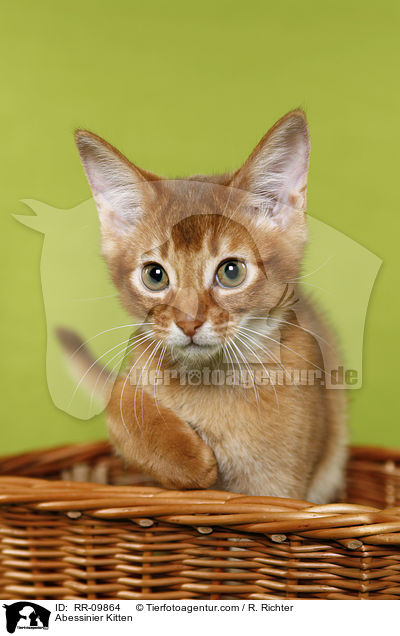 Abessinier Kitten / RR-09864