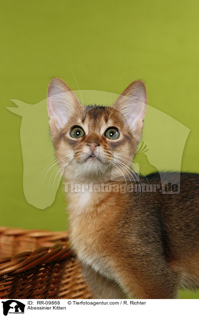 Abessinier Kitten / RR-09868