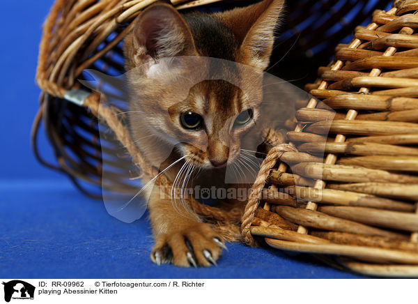 spielendes Abessinier Ktzchen / playing Abessinier Kitten / RR-09962