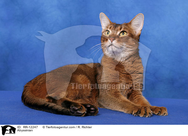 Abyssinian / RR-12247