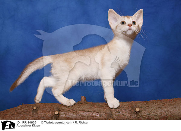 Abessinier Kitten / RR-14609