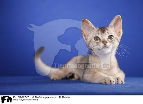 liegendes Abessinier Ktzechen / lying Abyssinian Kitten / RR-26747