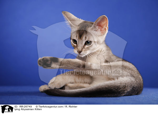 liegendes Abessinier Ktzechen / lying Abyssinian Kitten / RR-26749