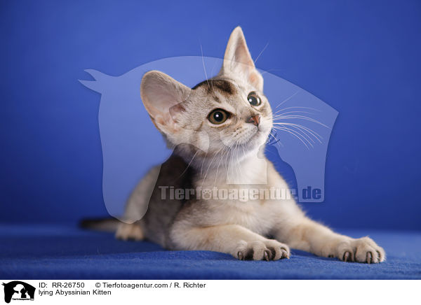 liegendes Abessinier Ktzechen / lying Abyssinian Kitten / RR-26750