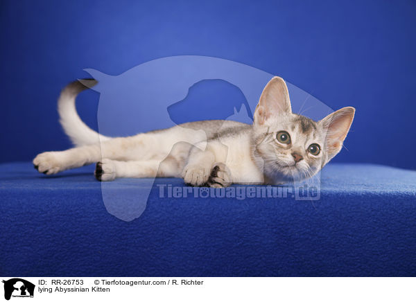 liegendes Abessinier Ktzechen / lying Abyssinian Kitten / RR-26753