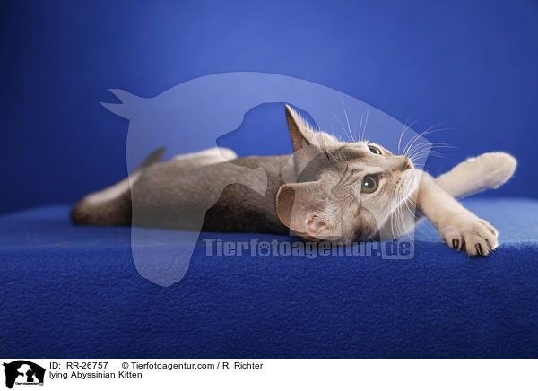 liegendes Abessinier Ktzechen / lying Abyssinian Kitten / RR-26757