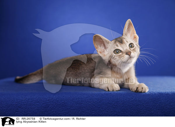 liegendes Abessinier Ktzechen / lying Abyssinian Kitten / RR-26758