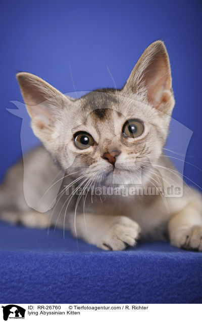 liegendes Abessinier Ktzechen / lying Abyssinian Kitten / RR-26760