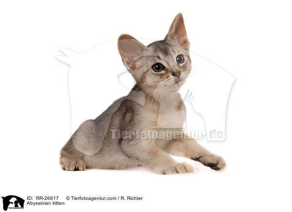 Abyssinian kitten / RR-26817