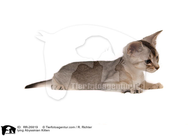 liegendes Abessinier Ktzechen / lying Abyssinian Kitten / RR-26819