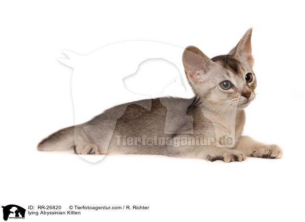 liegendes Abessinier Ktzechen / lying Abyssinian Kitten / RR-26820