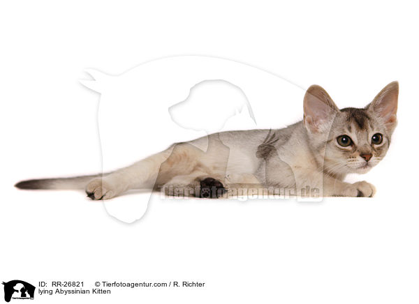 lying Abyssinian Kitten / RR-26821