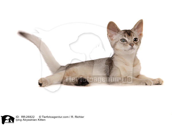 lying Abyssinian Kitten / RR-26822