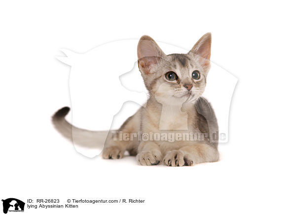 liegendes Abessinier Ktzechen / lying Abyssinian Kitten / RR-26823