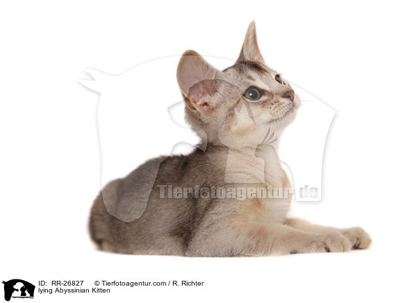 liegendes Abessinier Ktzechen / lying Abyssinian Kitten / RR-26827