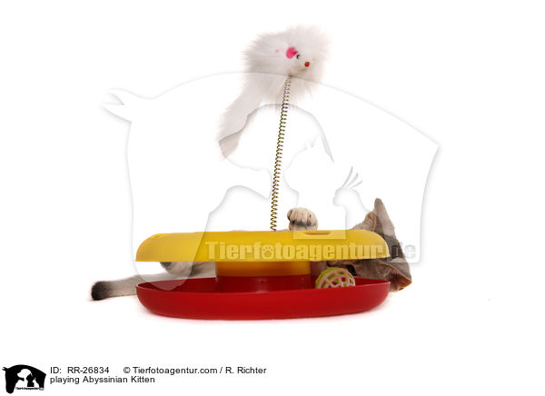 spielendes Abessinier Ktzchen / playing Abyssinian Kitten / RR-26834