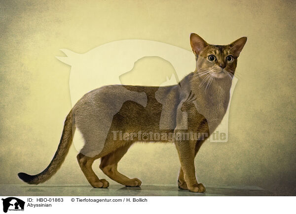 Abyssinian / HBO-01863