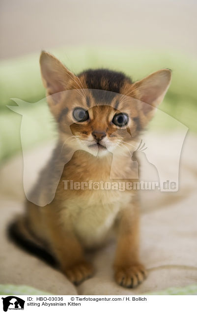 sitzendes Abessinier Ktzchen / sitting Abyssinian Kitten / HBO-03036