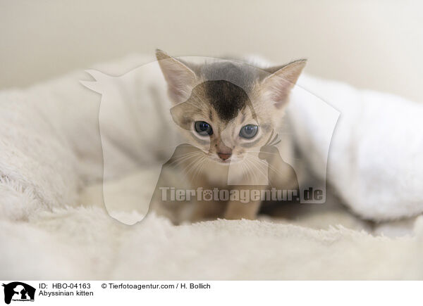 Abessinier Ktzchen / Abyssinian kitten / HBO-04163