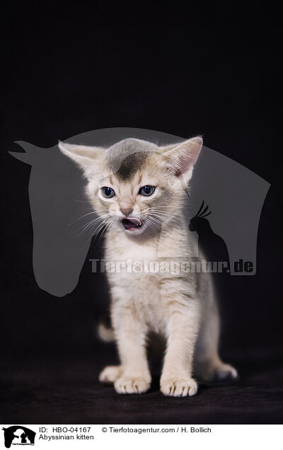 Abessinier Ktzchen / Abyssinian kitten / HBO-04167