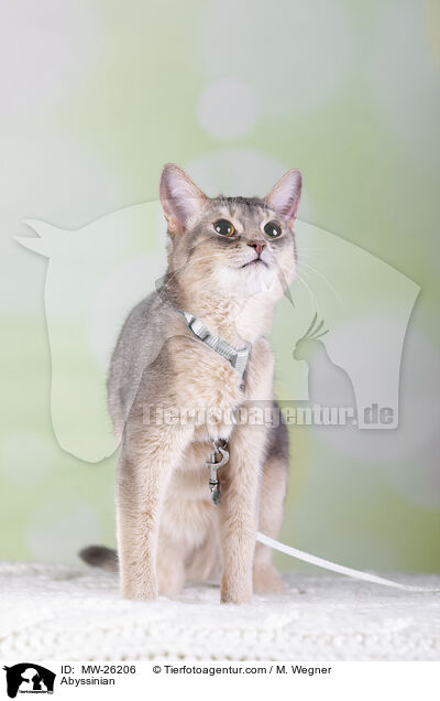 Abyssinian / MW-26206