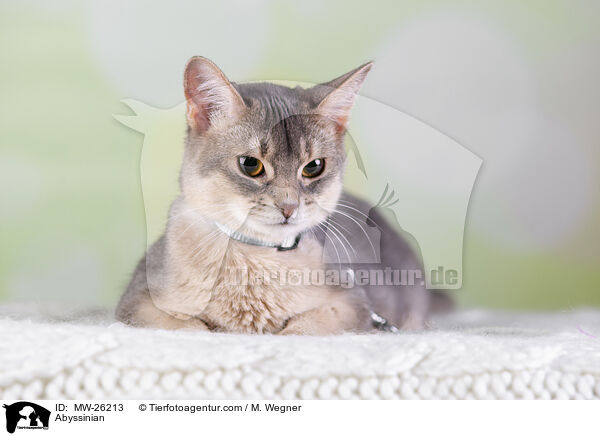 Abyssinian / MW-26213