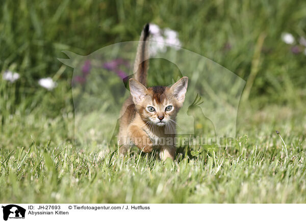 Abyssinian Kitten / JH-27693