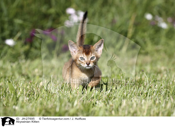 Abessinier Ktzchen / Abyssinian Kitten / JH-27695